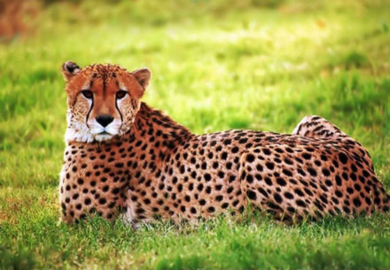 What Does It Mean to Dream About a Leopard?